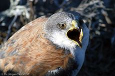 Rotrückenbussard (2 von 19).jpg